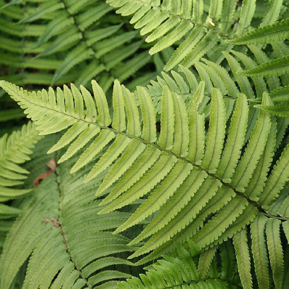 Feriga (Dryopteris Cycadina)