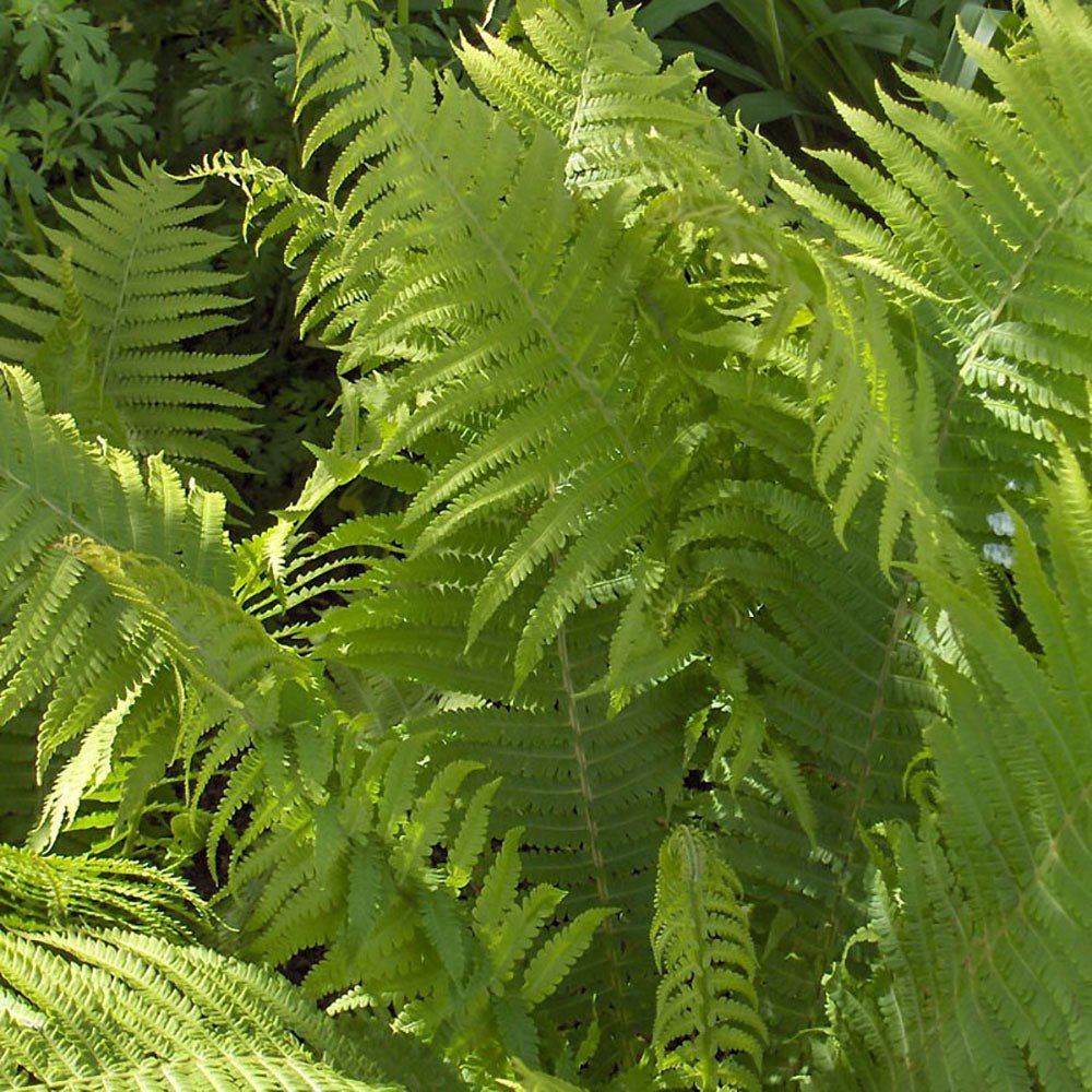 Feriga (Dryopteris Cycadina)