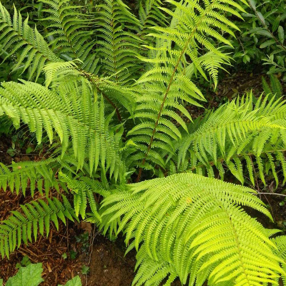 Feriga Comuna (Dryopteris Filix-Mas)