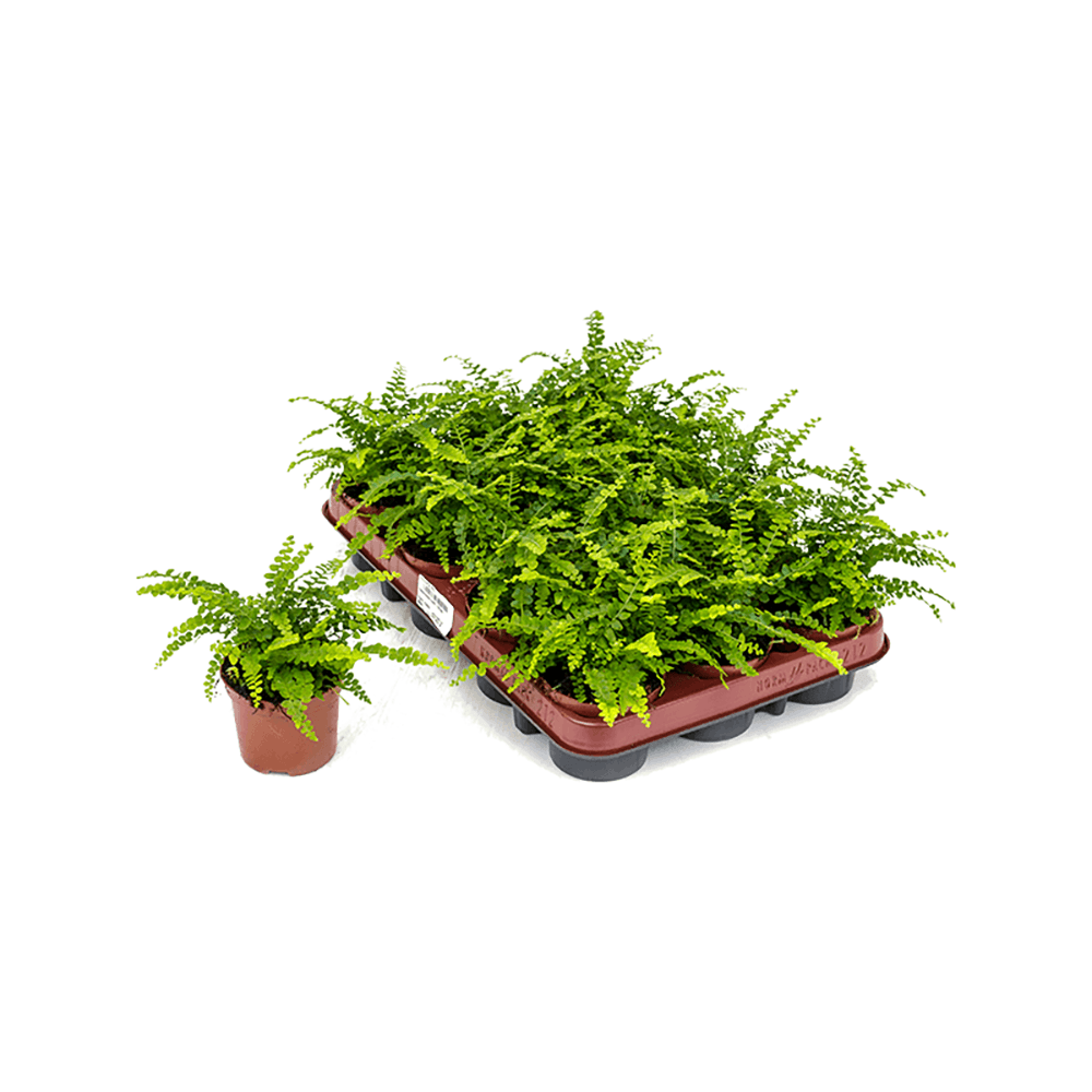 Feriga Duffii - 25 cm
