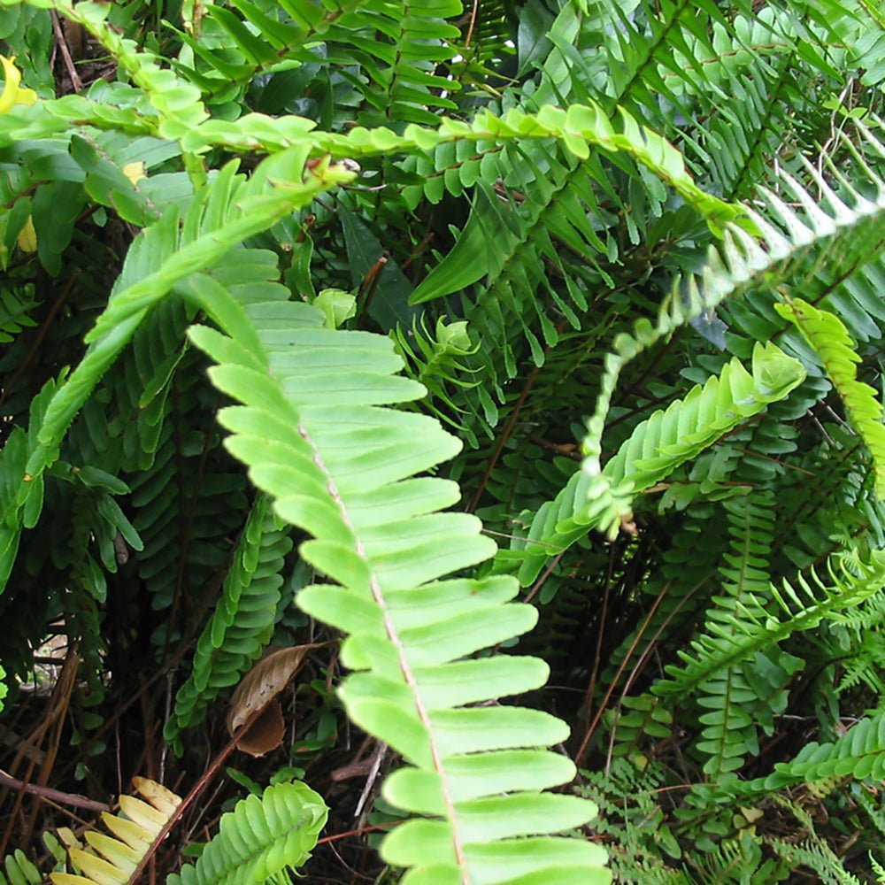 Feriga Duffii - 25 cm
