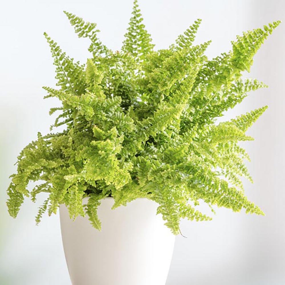 Feriga Duffii - 25 cm