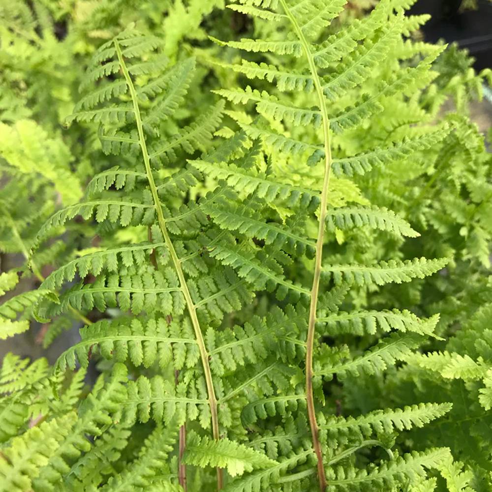 Feriga Feminina Comuna (Athyrium Filix-Femina)