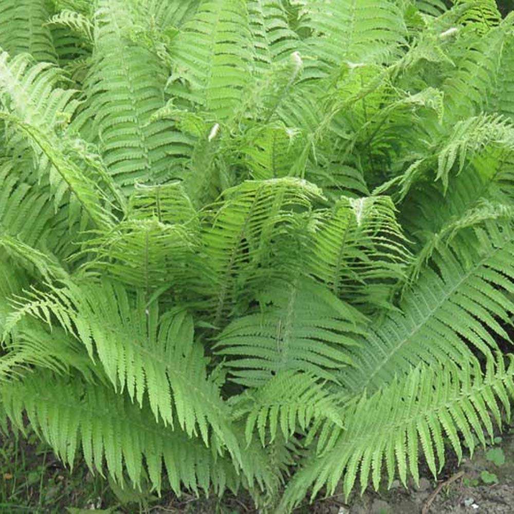 Feriga Feminina Comuna (Athyrium Filix-Femina)