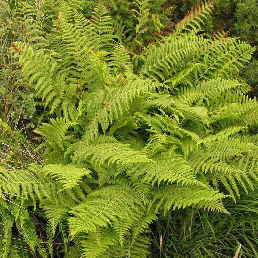 Feriga Feminina Comuna (Athyrium Filix-Femina)