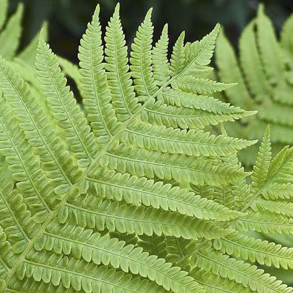 Feriga Feminina Comuna (Athyrium Filix-Femina)