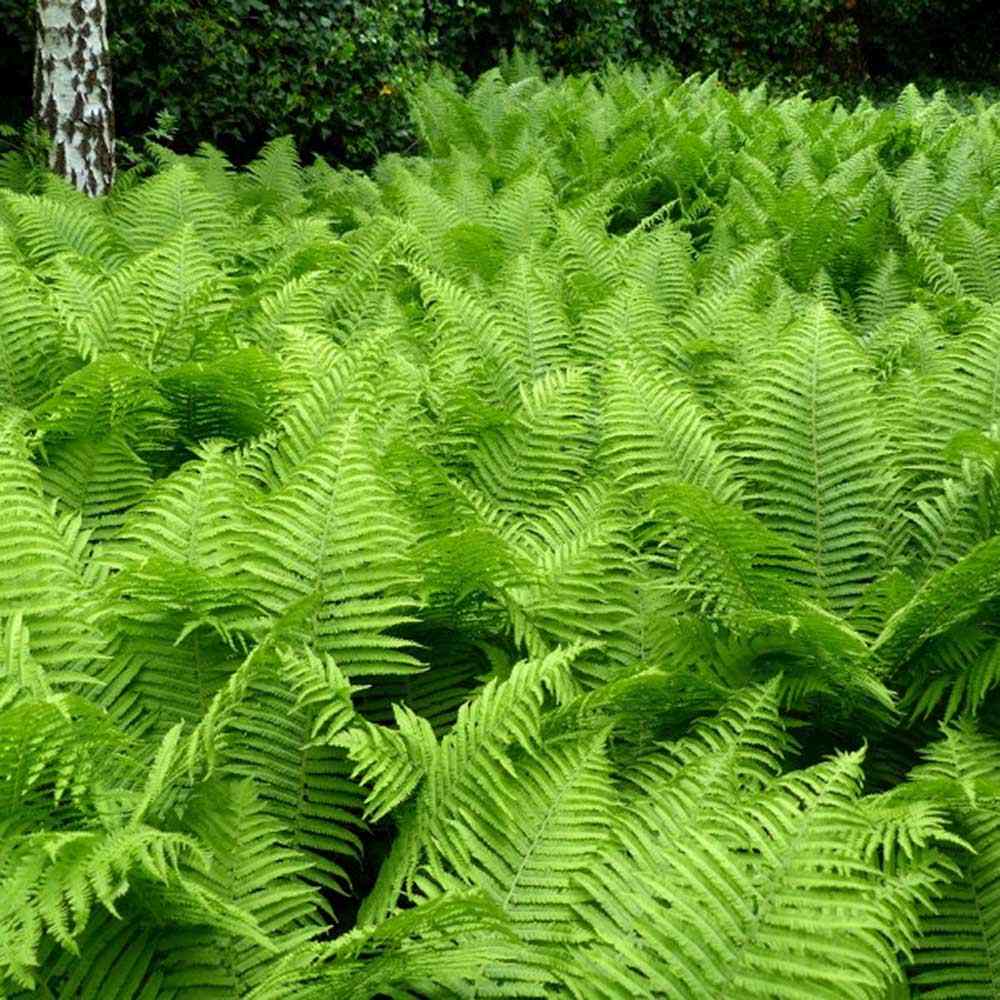 Feriga Feminina Comuna (Athyrium Filix-Femina)