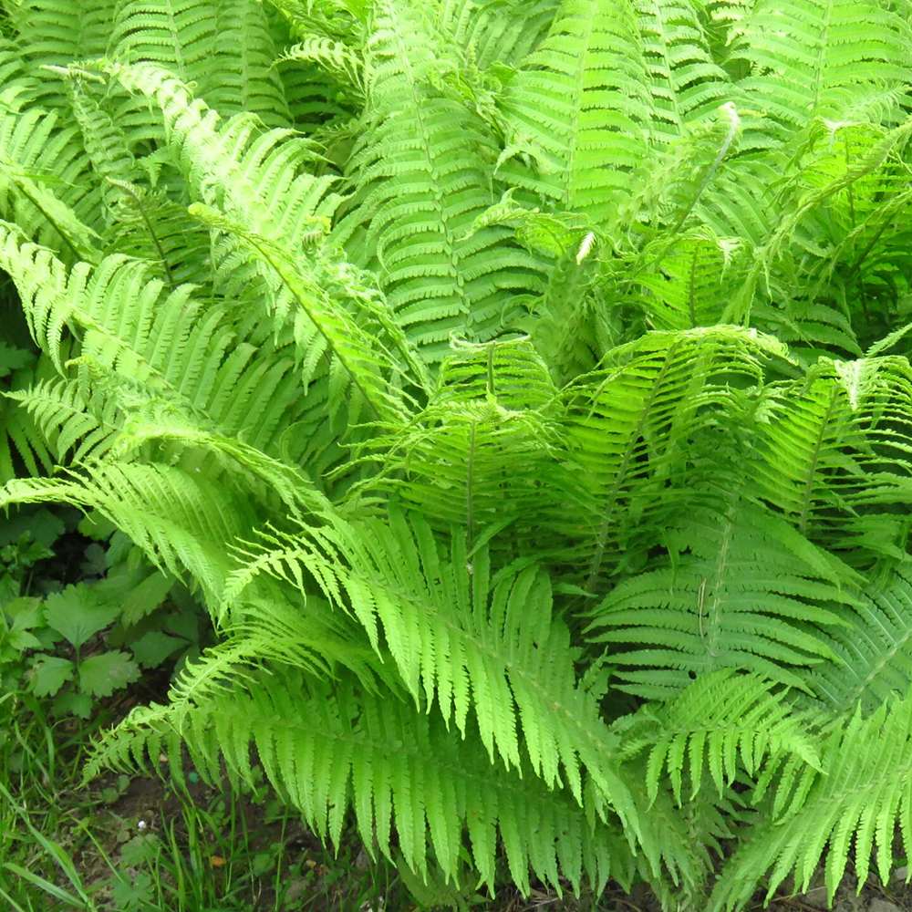 Feriga Feminina Comuna (Athyrium Filix-Femina)