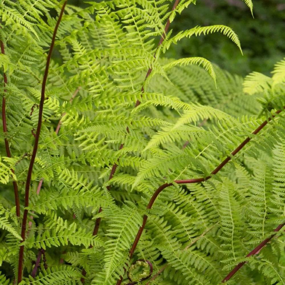 Feriga Feminina Lady in Red (Athyrium Filix-Femina)