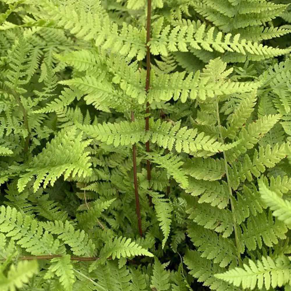 Feriga Feminina Lady in Red (Athyrium Filix-Femina)