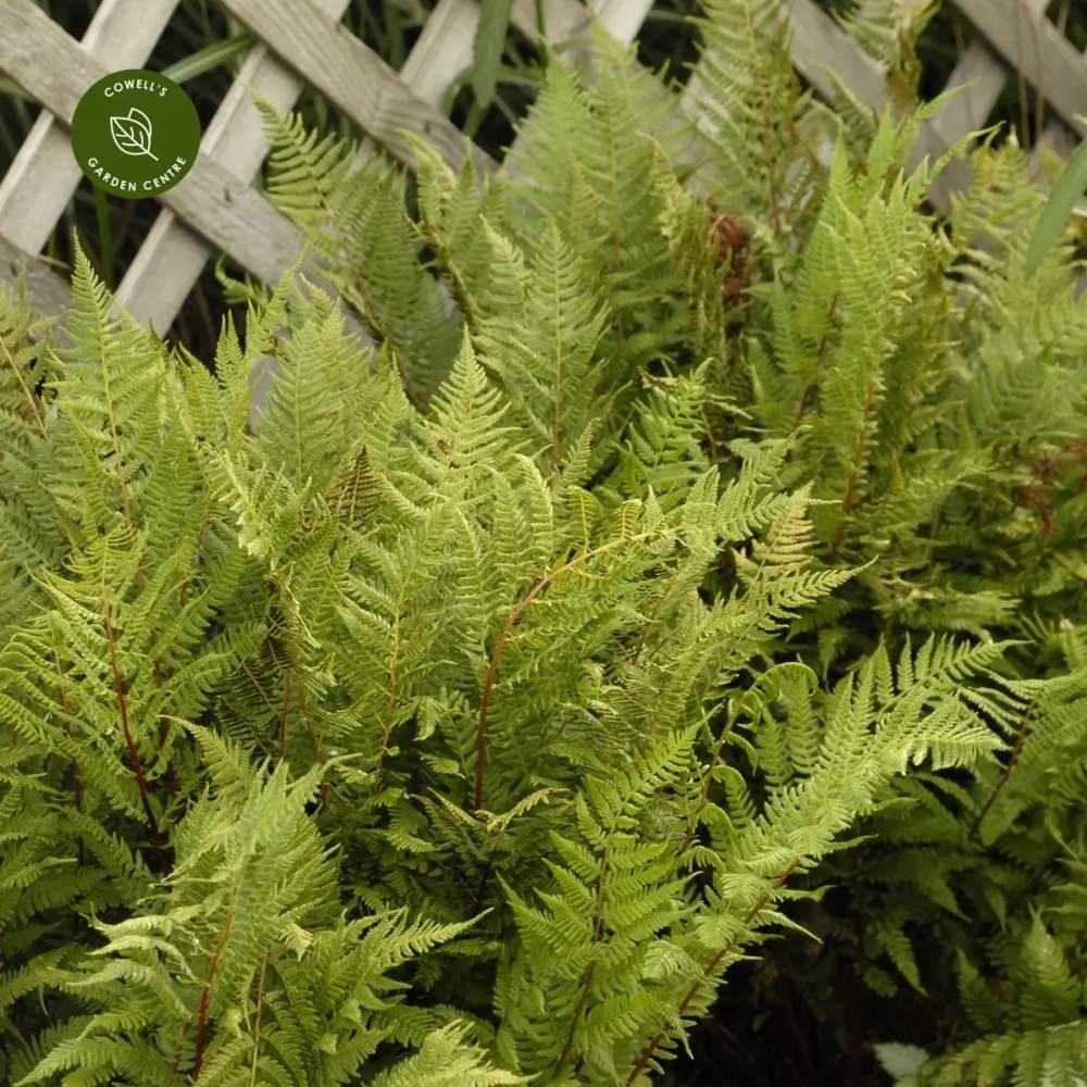 Feriga Feminina Lady in Red (Athyrium Filix-Femina)