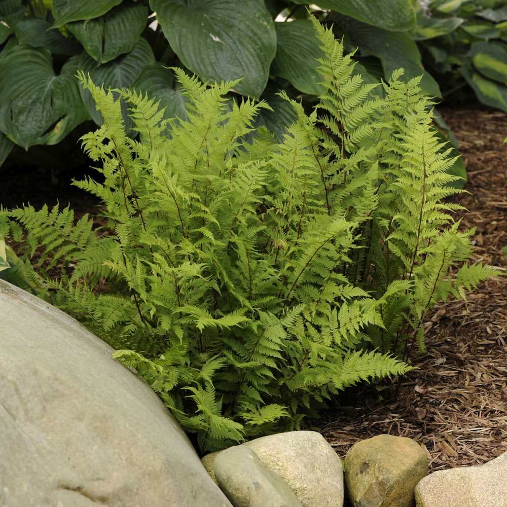 Feriga Feminina Lady in Red (Athyrium Filix-Femina)