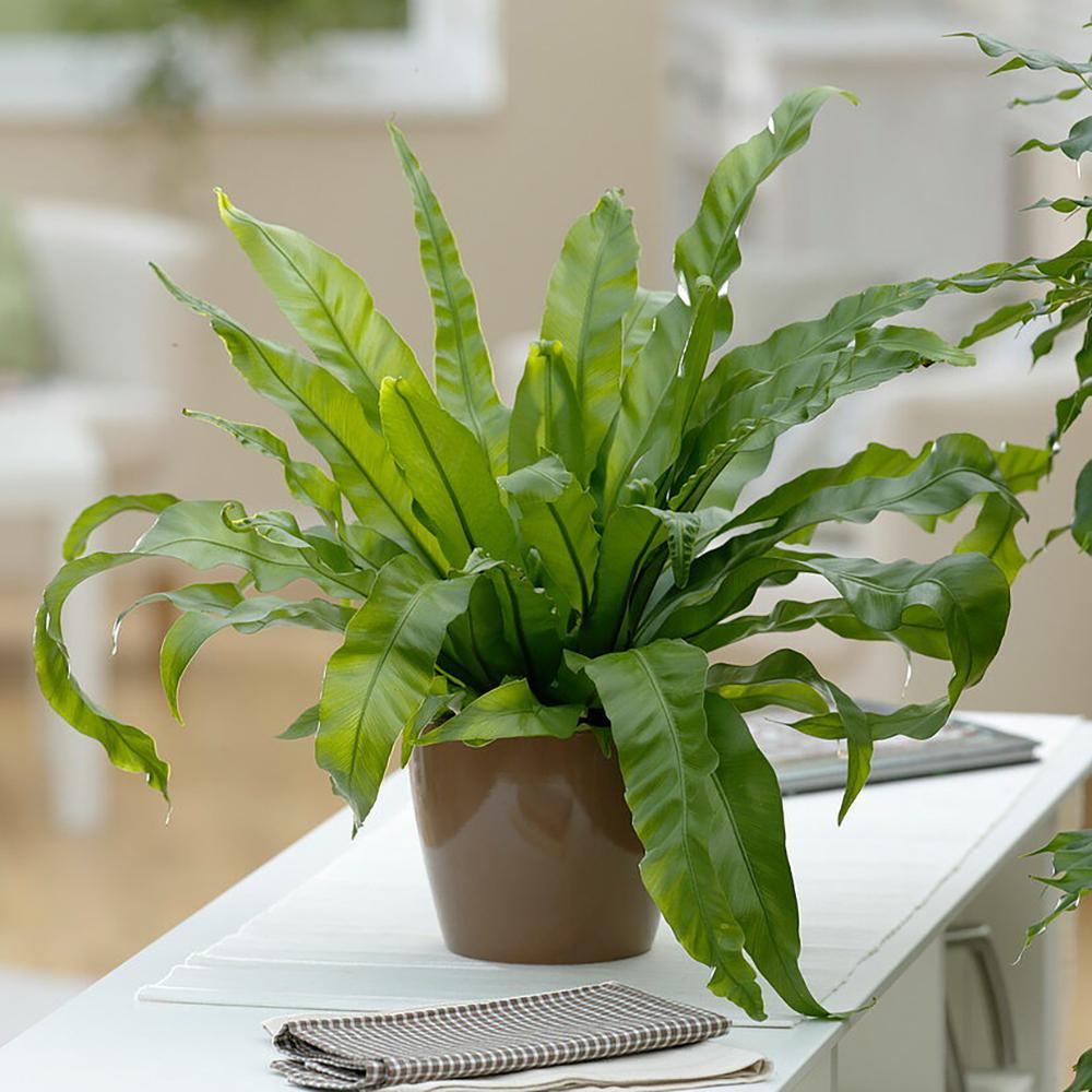 Feriga Japoneza - 30 cm