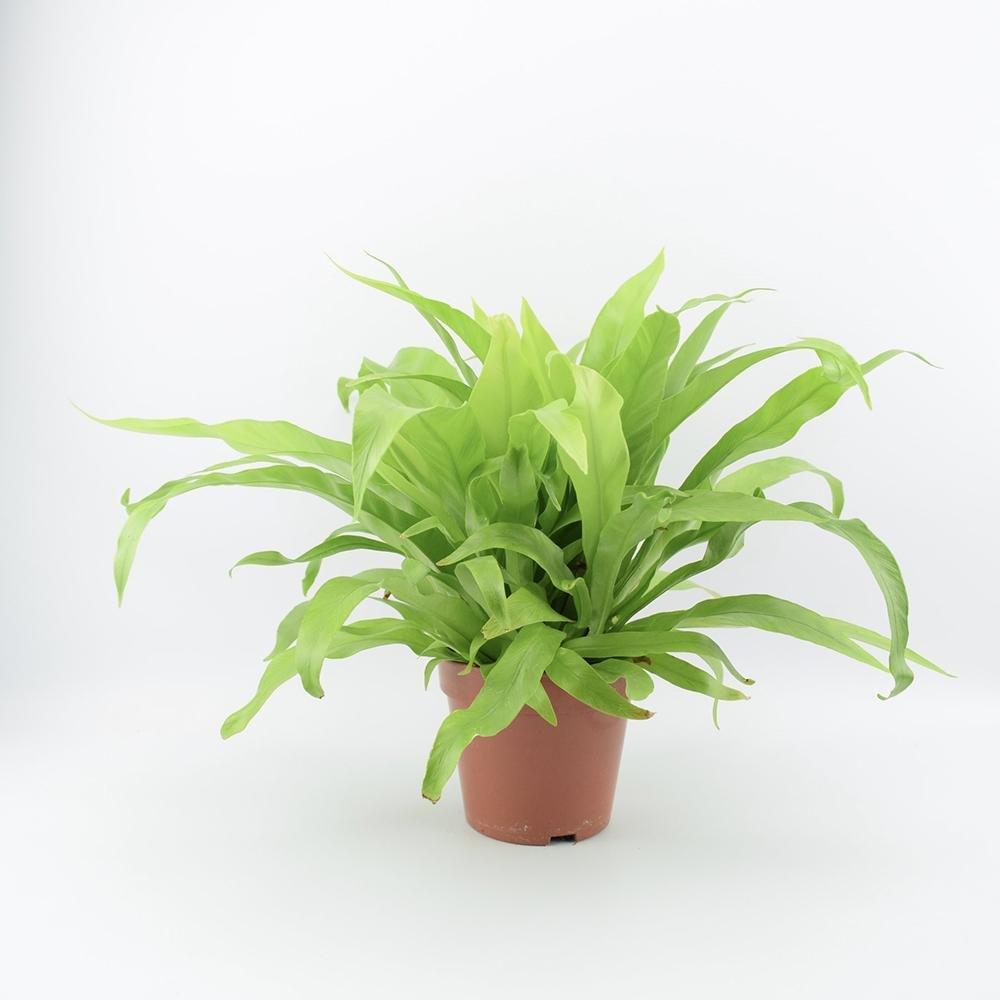 Feriga Japoneza - 30 cm