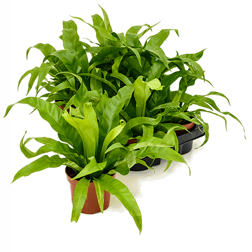 Feriga Japoneza - 30 cm