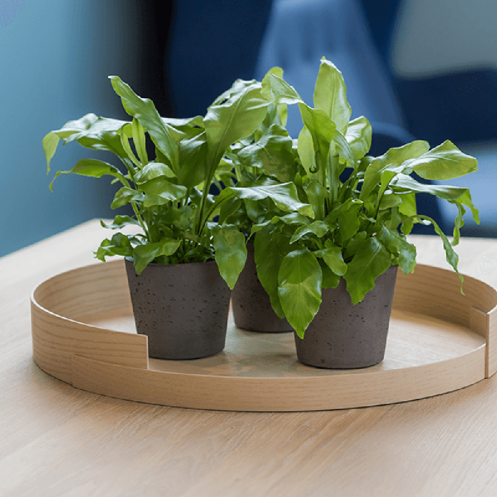 Feriga Japoneza - 30 cm