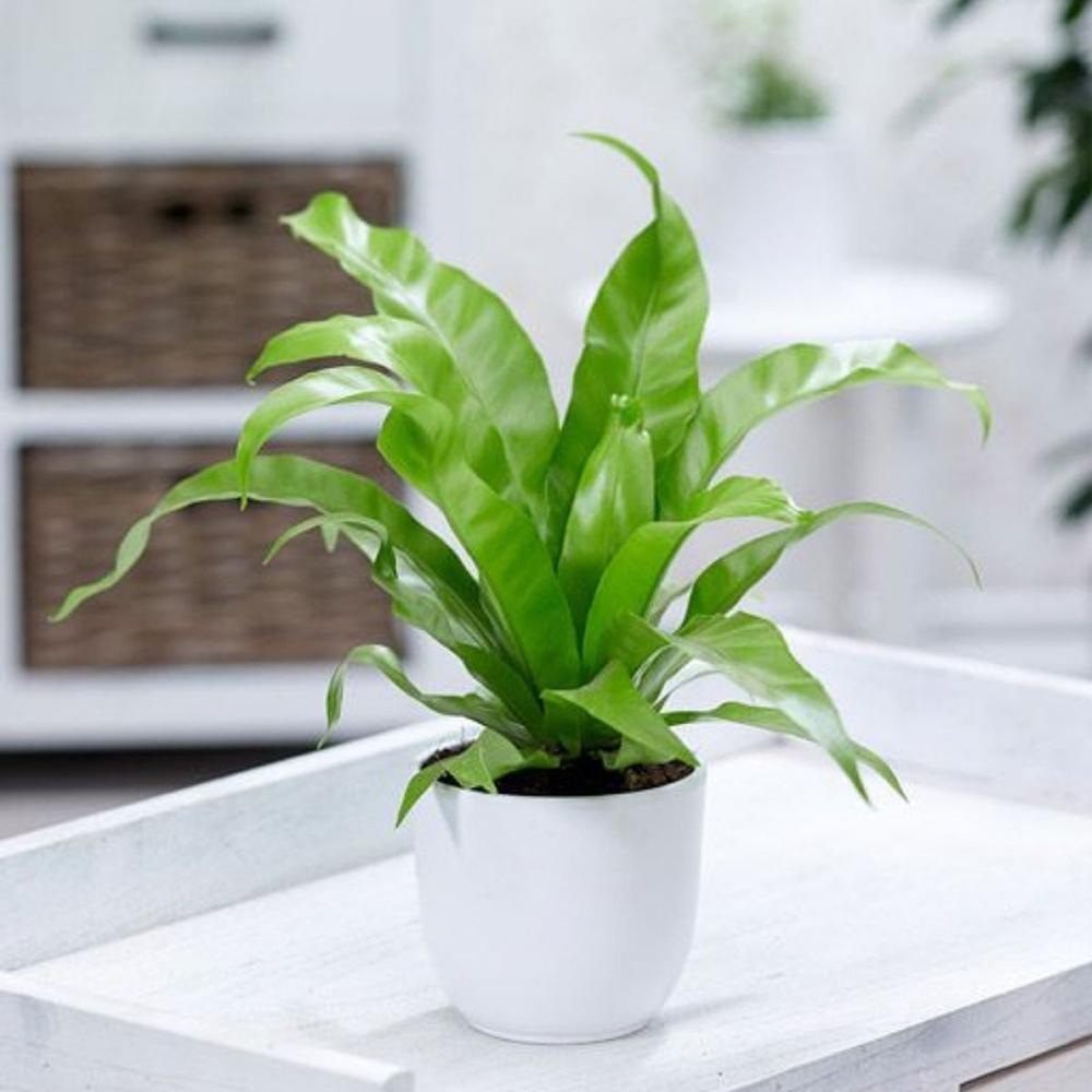 Feriga Japoneza - 30 cm