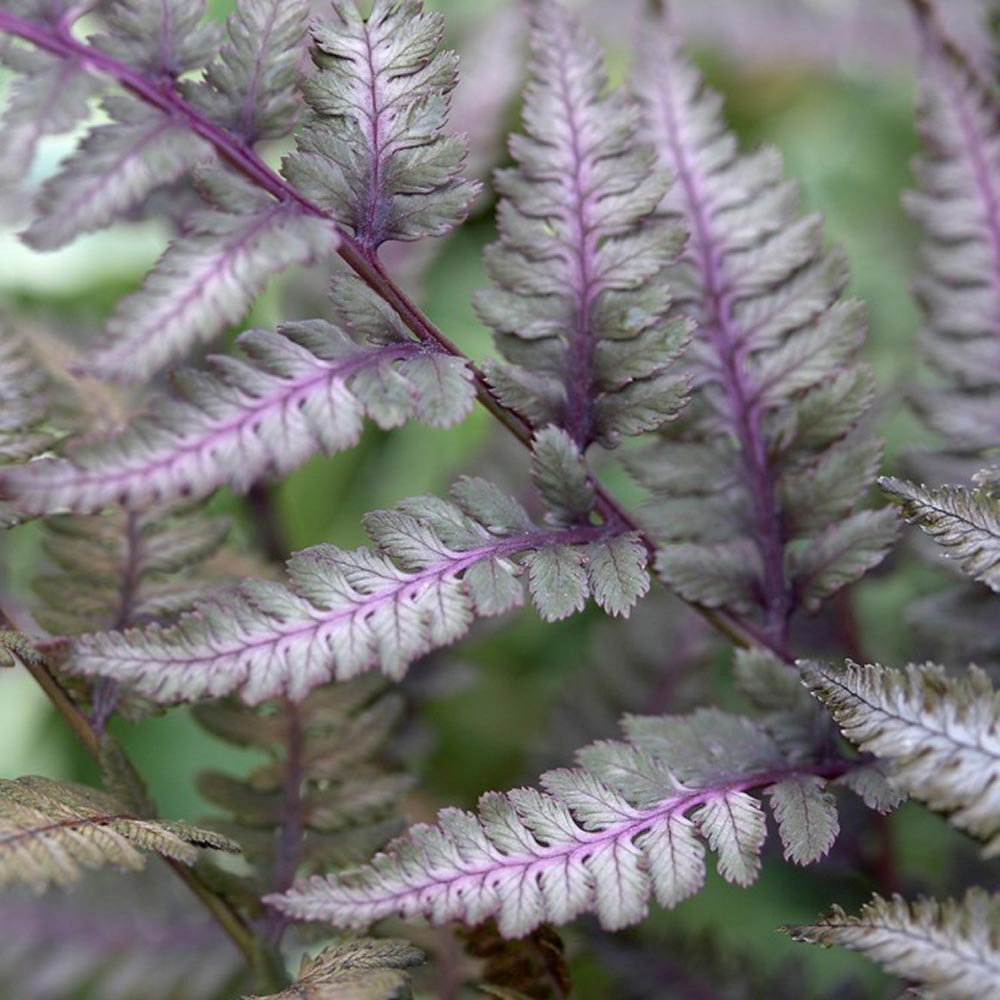 Feriga Japoneza Pictata (Athyrium) Burgundy Lace