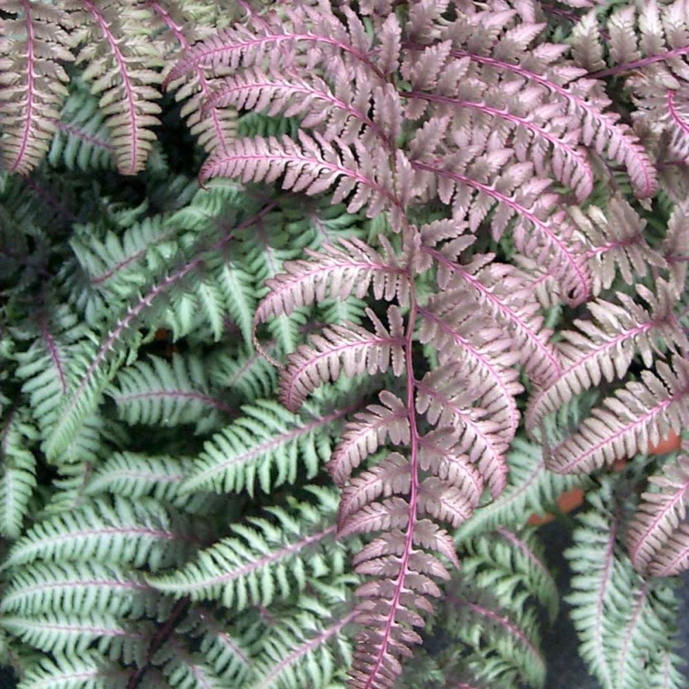 Feriga Japoneza Pictata (Athyrium) Burgundy Lace
