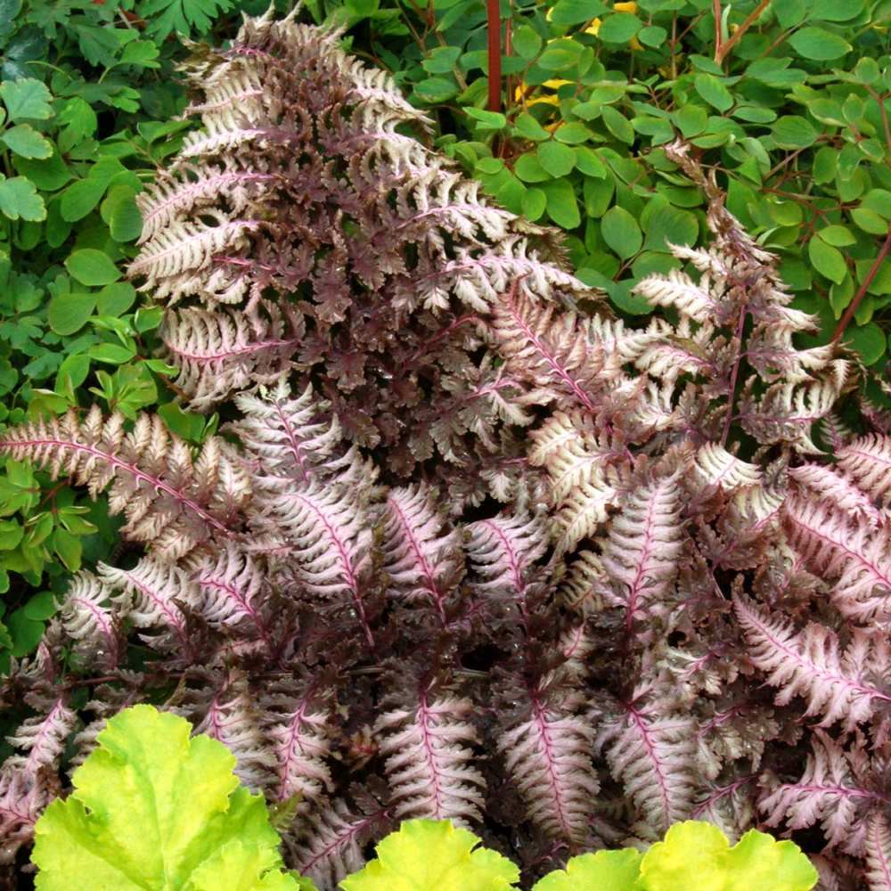 Feriga Japoneza Pictata (Athyrium) Burgundy Lace