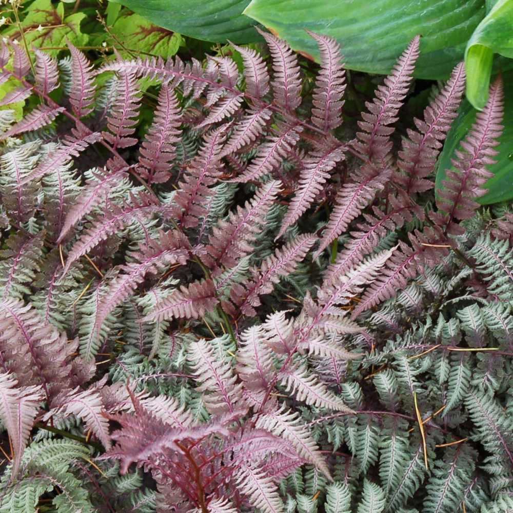 Feriga Japoneza Pictata (Athyrium) Burgundy Lace