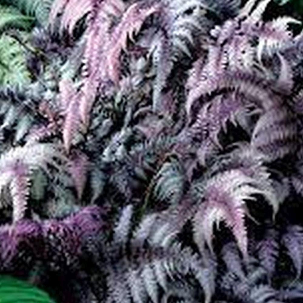 Feriga Japoneza Pictata (Athyrium) Burgundy Lace