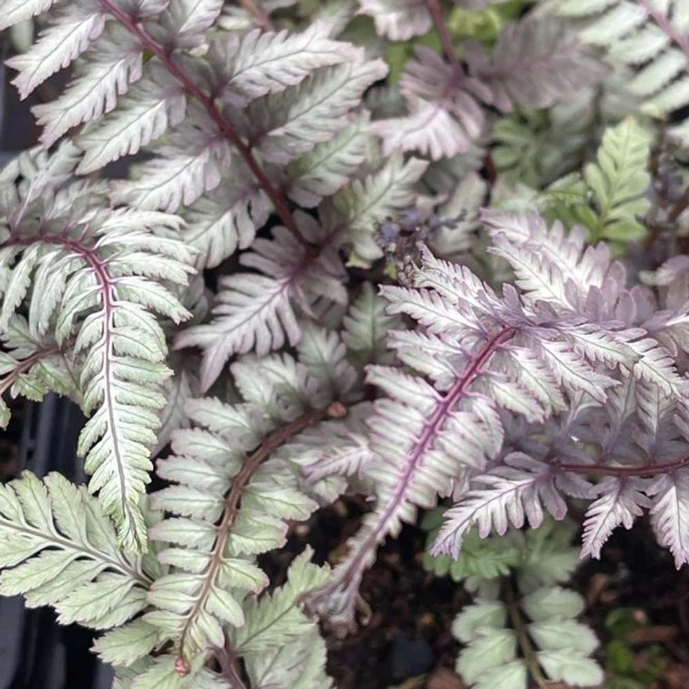 Feriga Japoneza Pictata (Athyrium) Crested Surf