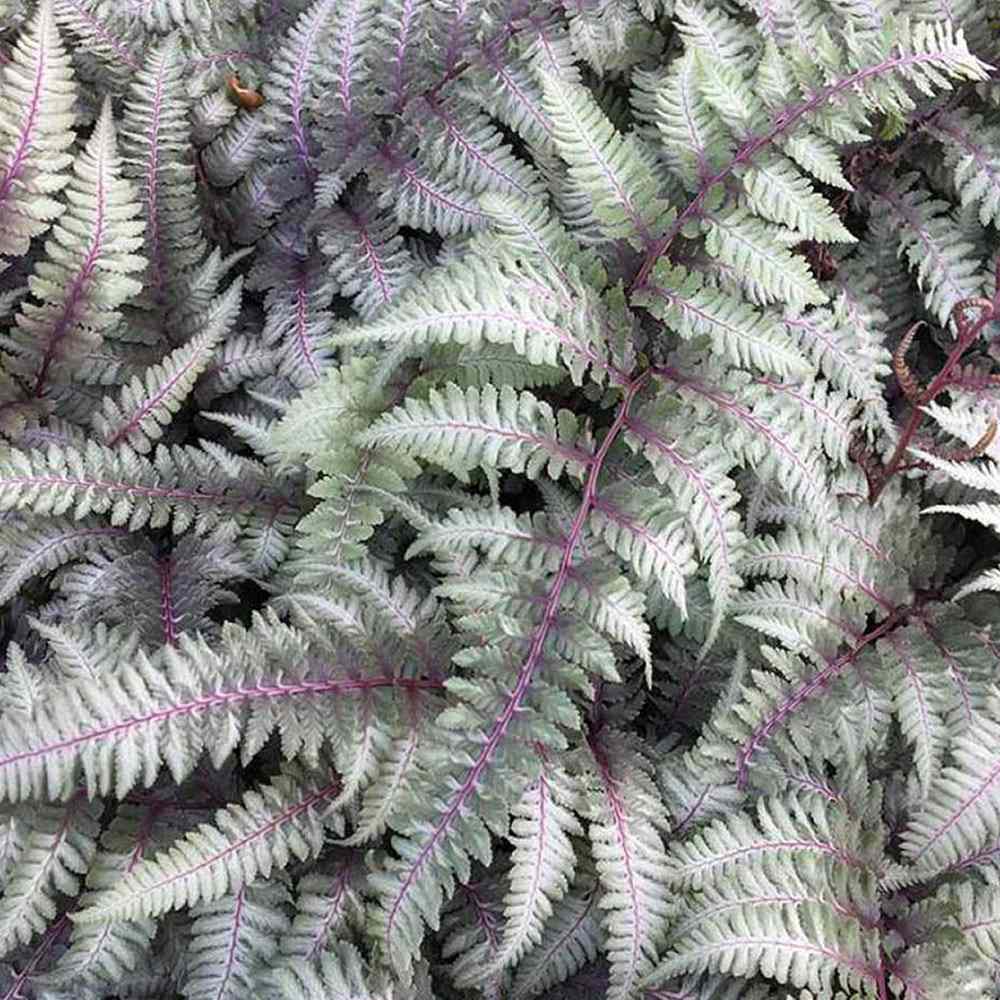Feriga Japoneza Pictata (Athyrium) Crested Surf