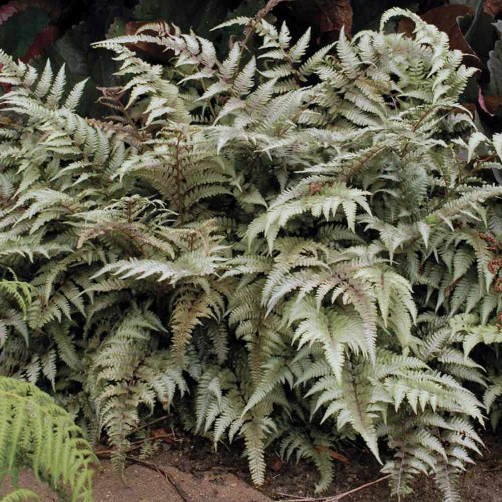 Feriga Japoneza Pictata (Athyrium) Crested Surf