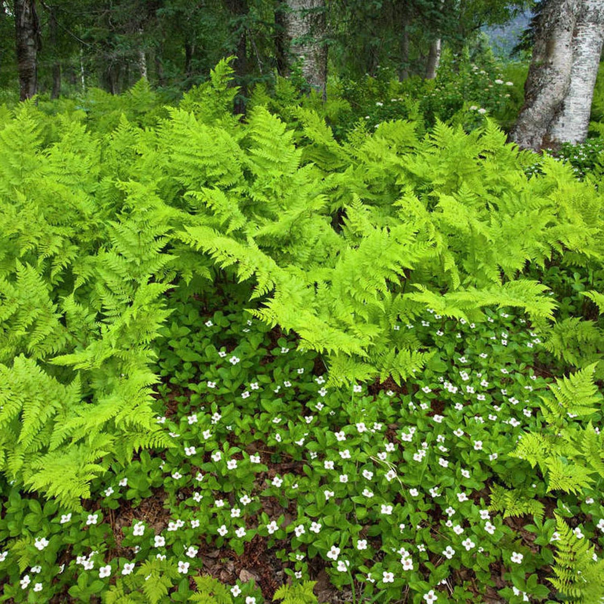 Feriga Lata de Padure