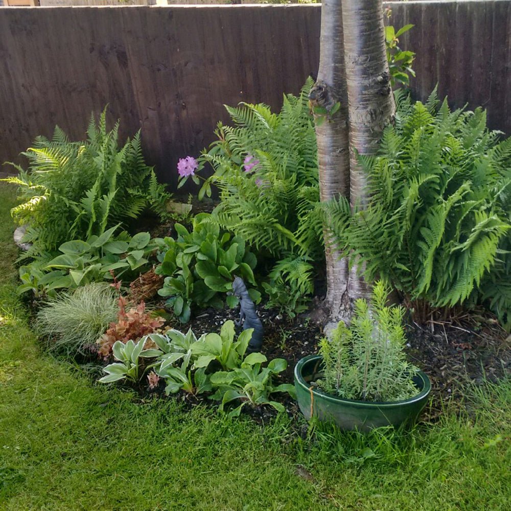 Feriga Lepidota Cristata