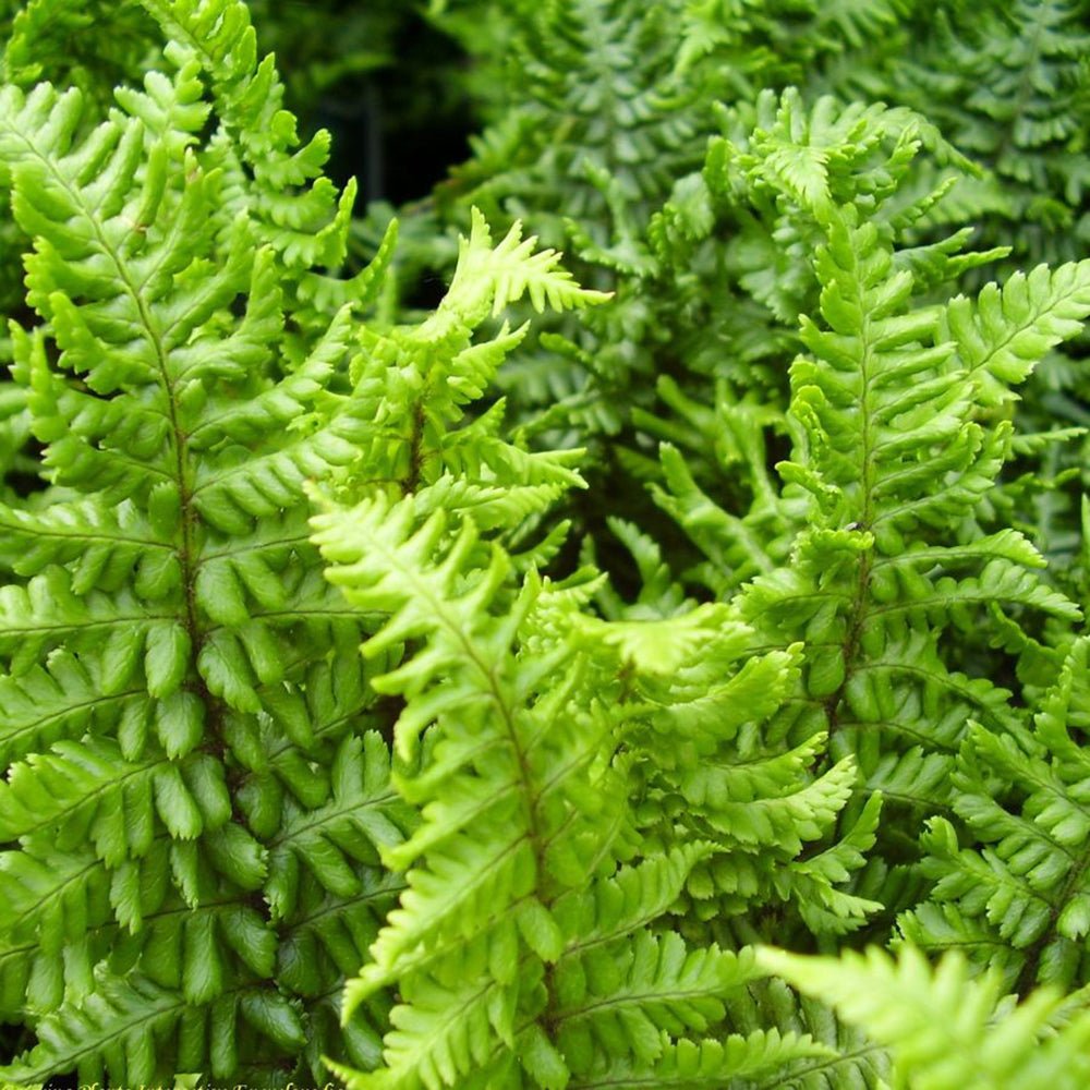 Feriga Lepidota Cristata