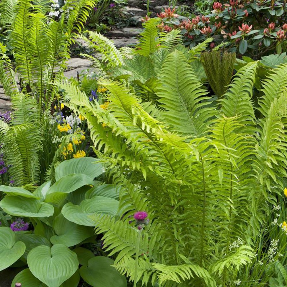 Feriga Lepidota Cristata