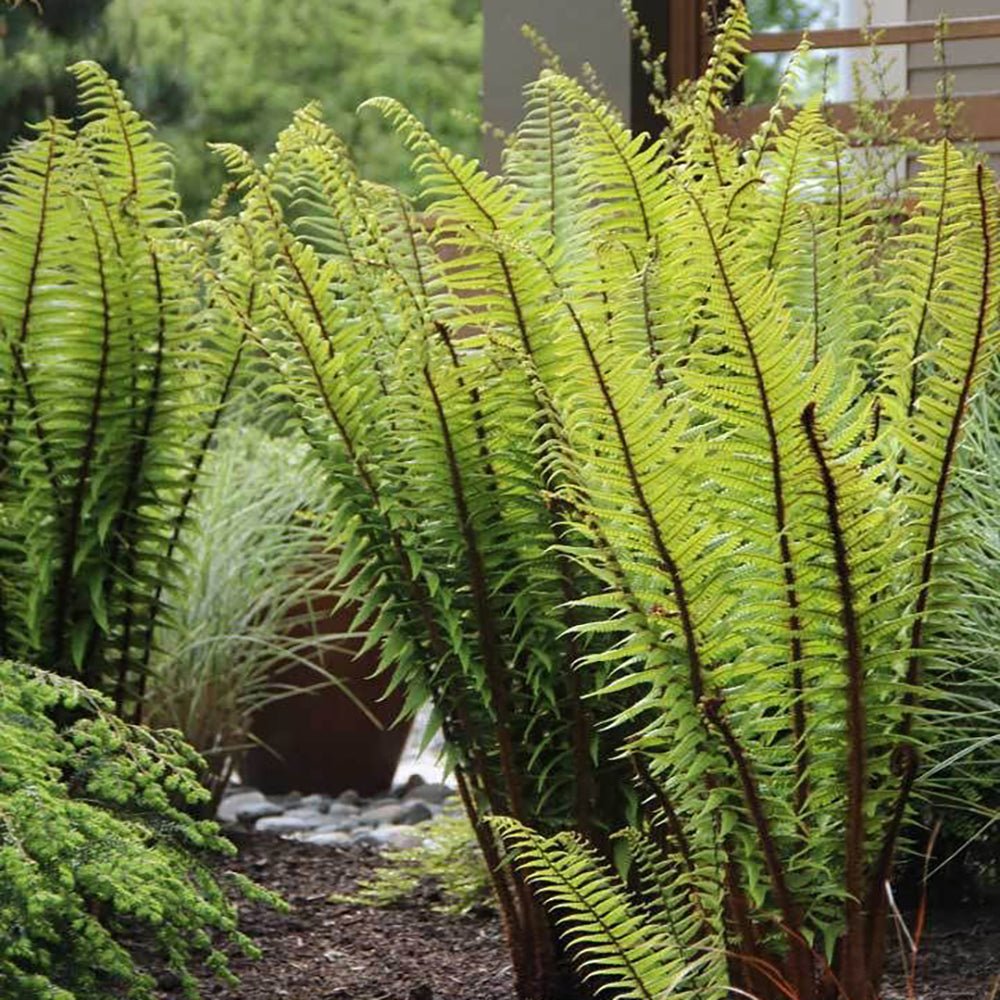 Feriga Lepidota Cristata