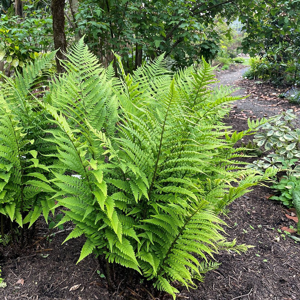 Feriga Lepidota Cristata