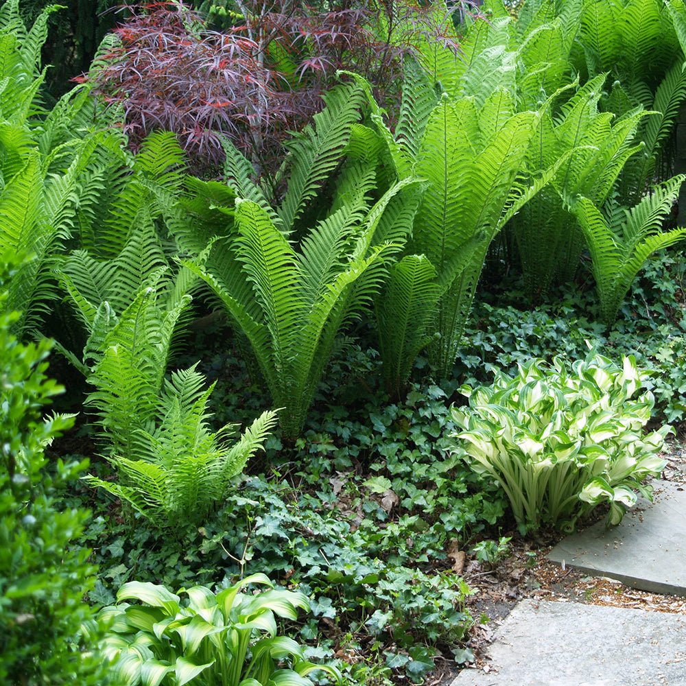 Feriga Uriasa Pana Strutului (Matteuccia Struthiopteris)