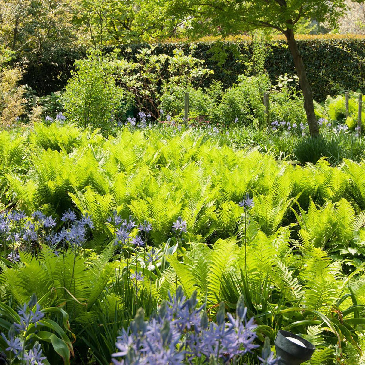 Feriga Pana Strutului