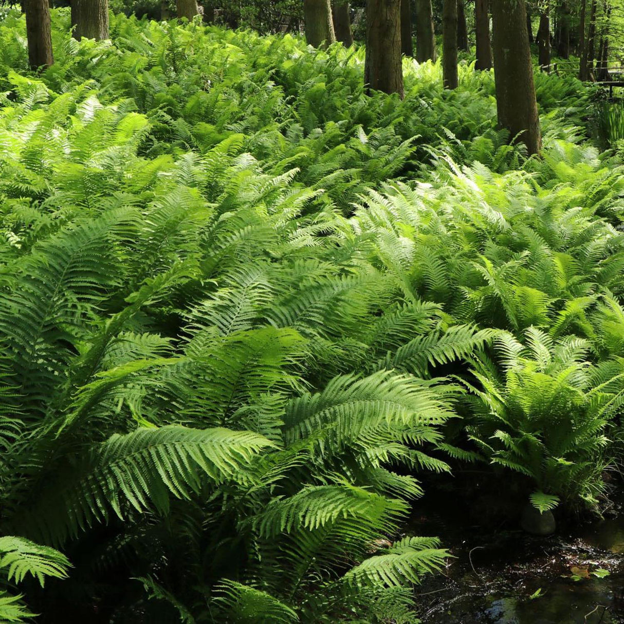 Feriga Pana Strutului