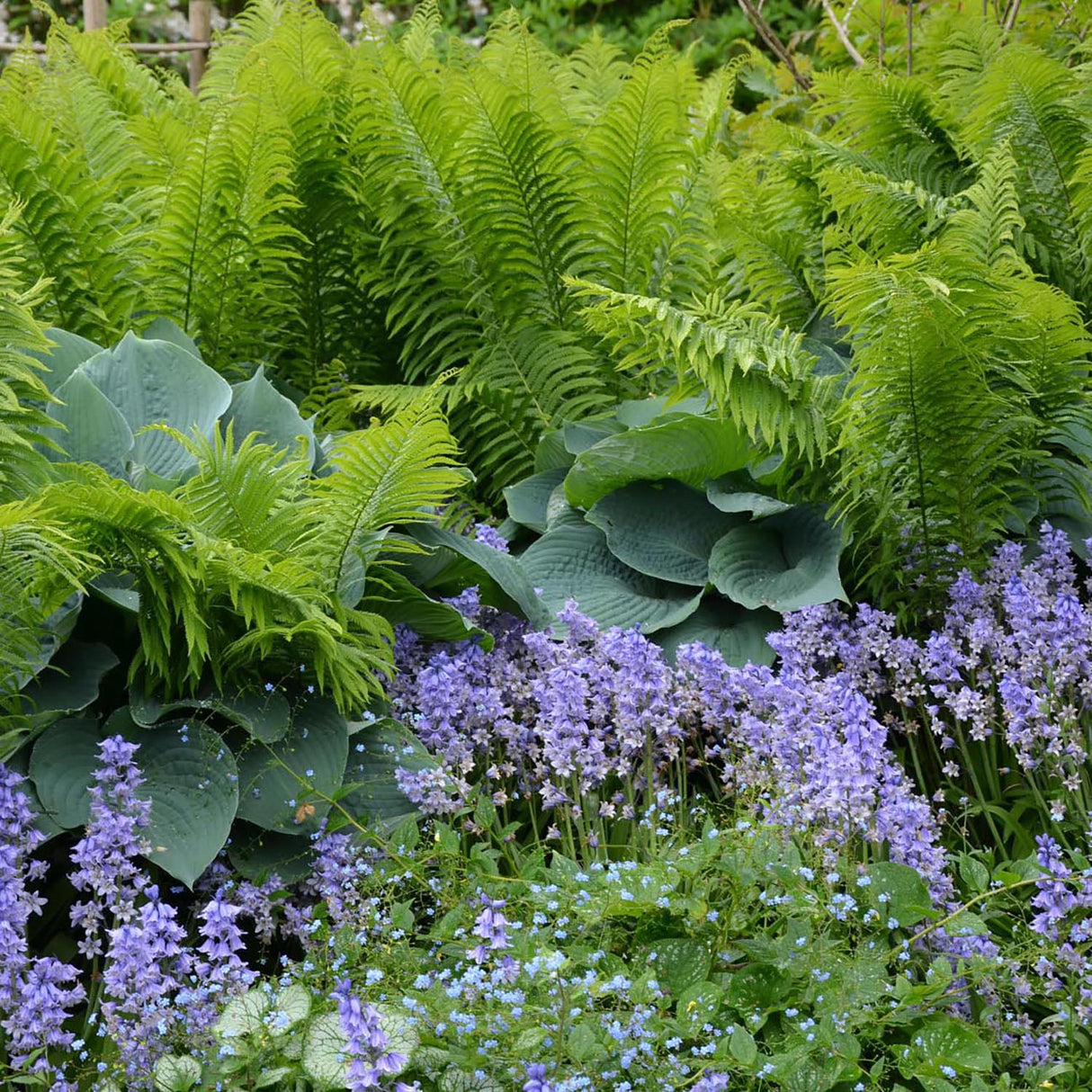 Feriga Pana Strutului