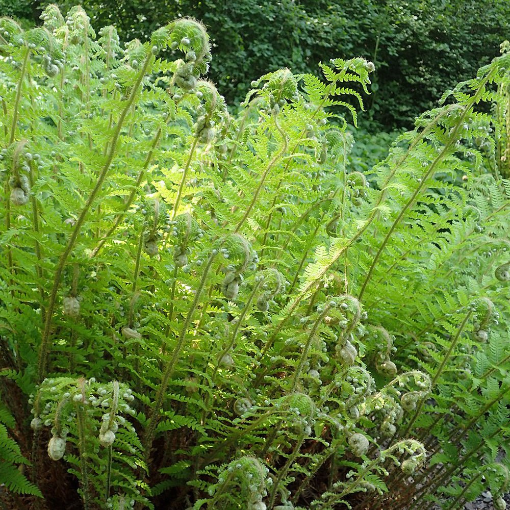 Feriga (Polystichum Braunii)