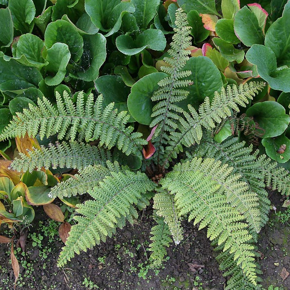 Feriga (Polystichum Braunii)