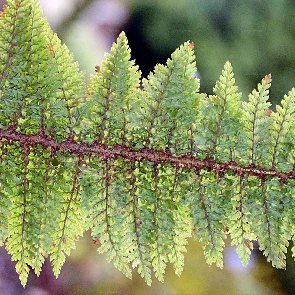 Feriga (Polystichum Braunii)