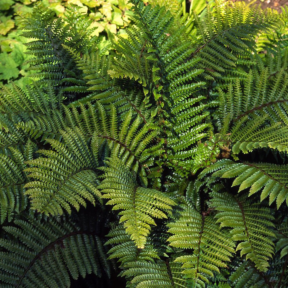 Feriga (Polystichum Polyblepharum)