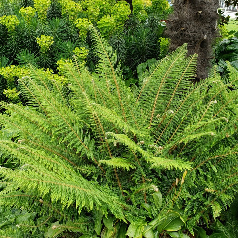 Feriga (Polystichum Polyblepharum)