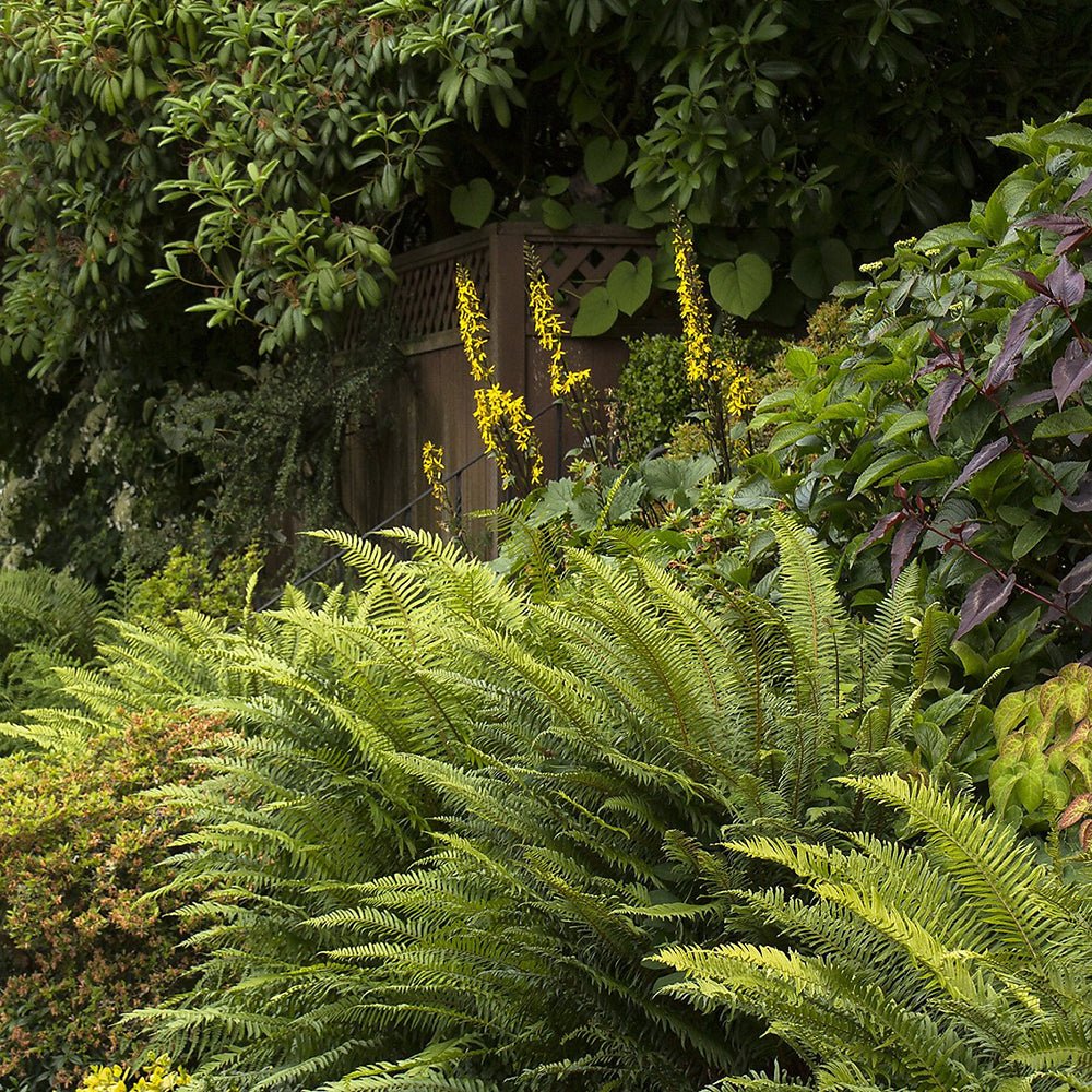 Feriga (Polystichum Polyblepharum)