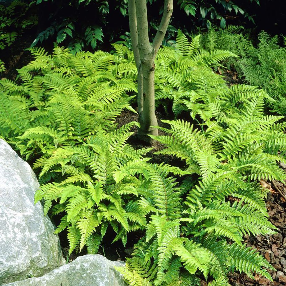 Feriga (Polystichum Polyblepharum)