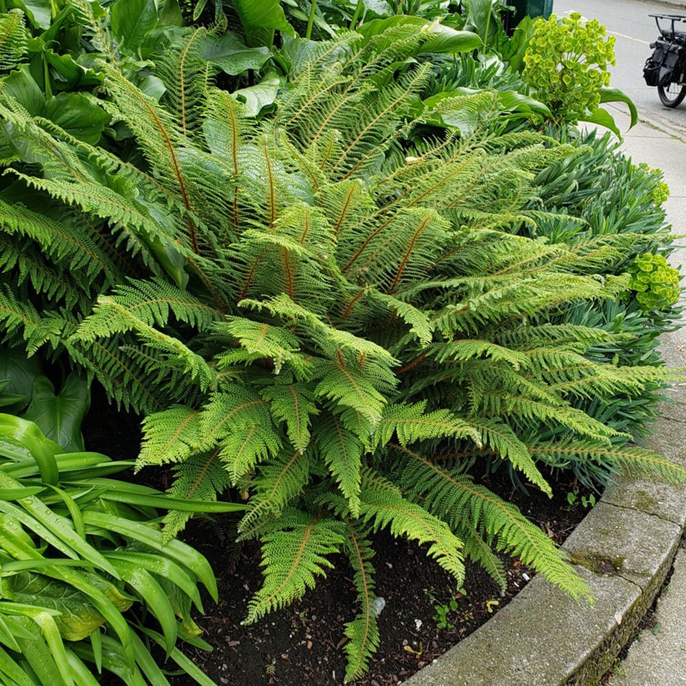 Feriga (Polystichum Polyblepharum)