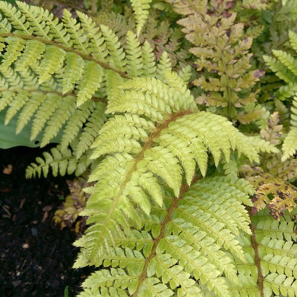 Feriga (Polystichum Polyblepharum)