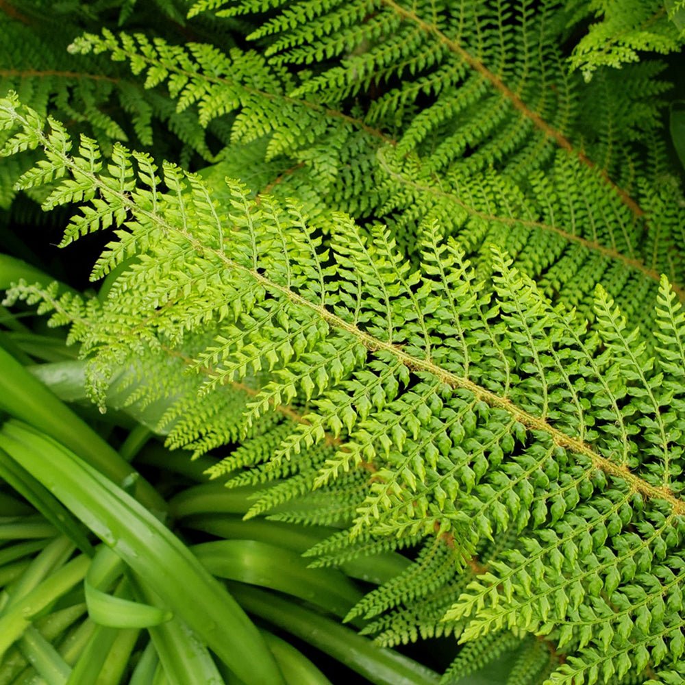 Feriga (Polystichum Polyblepharum)