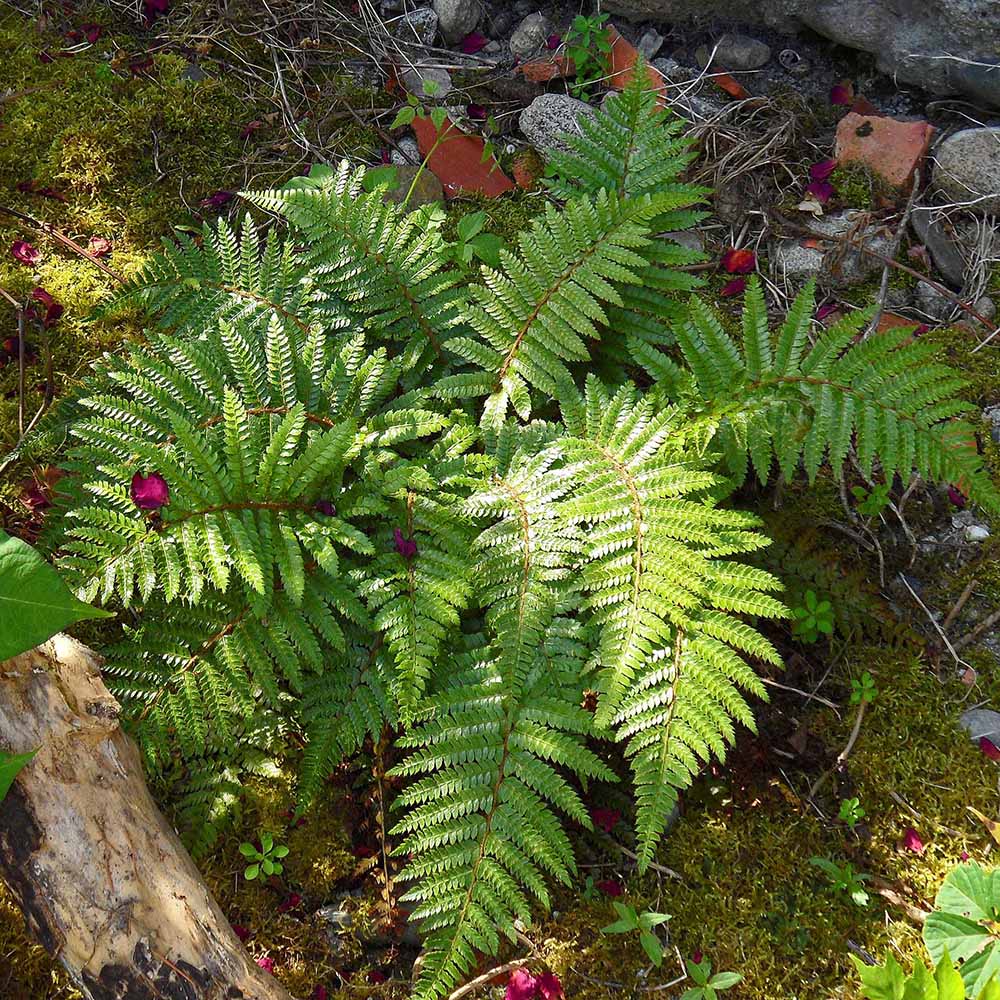 Feriga (Polystichum Polyblepharum)